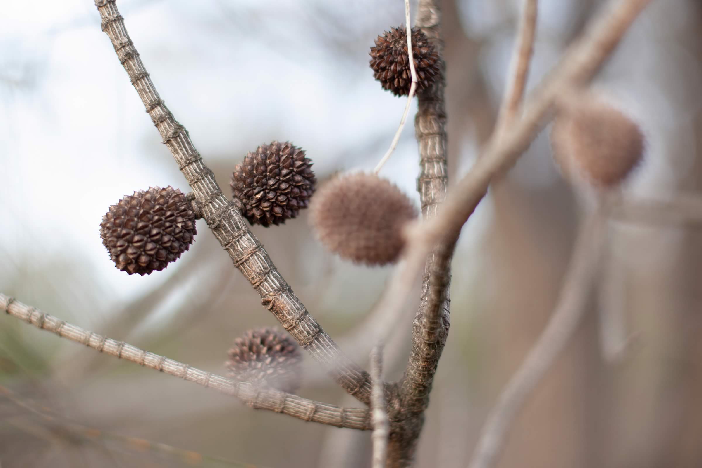 Allocasuarina verticillata (she-oak) in nearby nature reserve behind Tunah Street. Photo: Kieran Bradley.