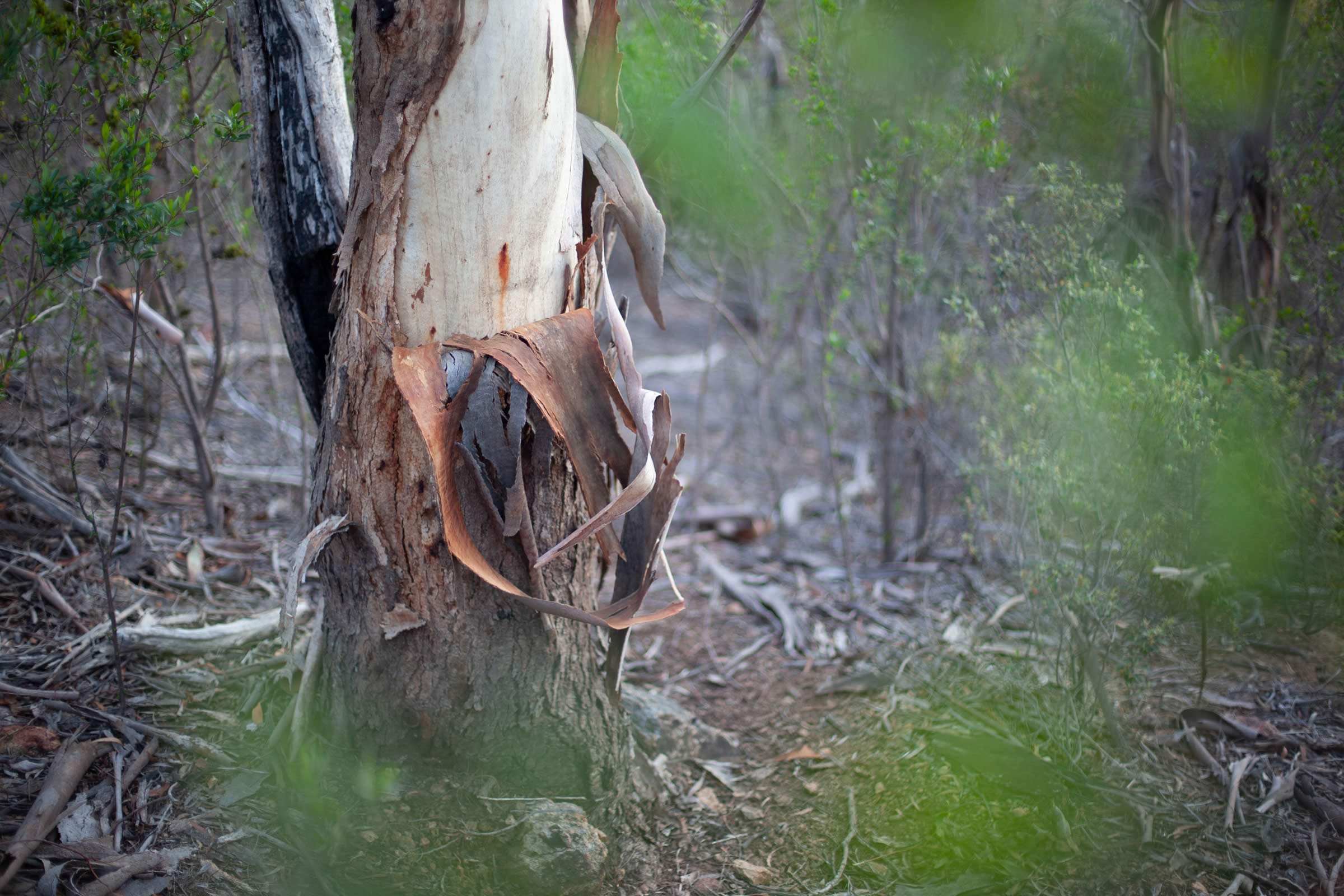 Eucalypt in nearby nature reserve behind Tunah Street. Photo: Kieran Bradley.