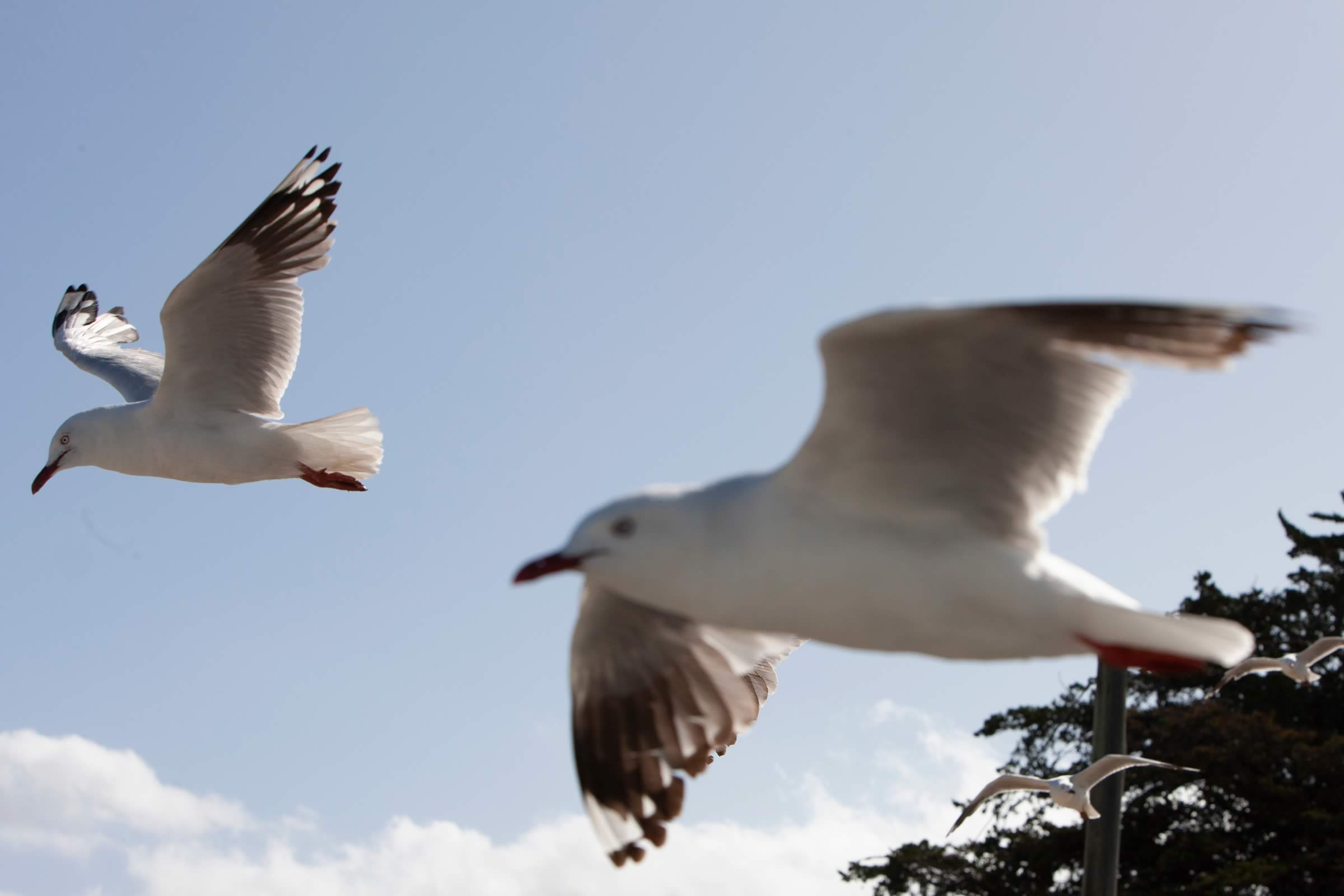 Seagulls near the River Derwent. Photo: Dick Marks.